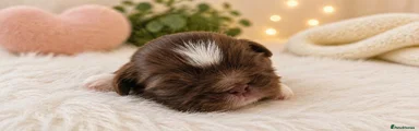 Shih Tzu Puppy 3