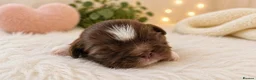 Shih Tzu dogs for sale: Chocolate Shih Tzu Puppies Ready June - Advert 12