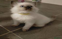 Ragdoll cats for sale: Adorable nice Ragdoll Kittens for sale - Image 3