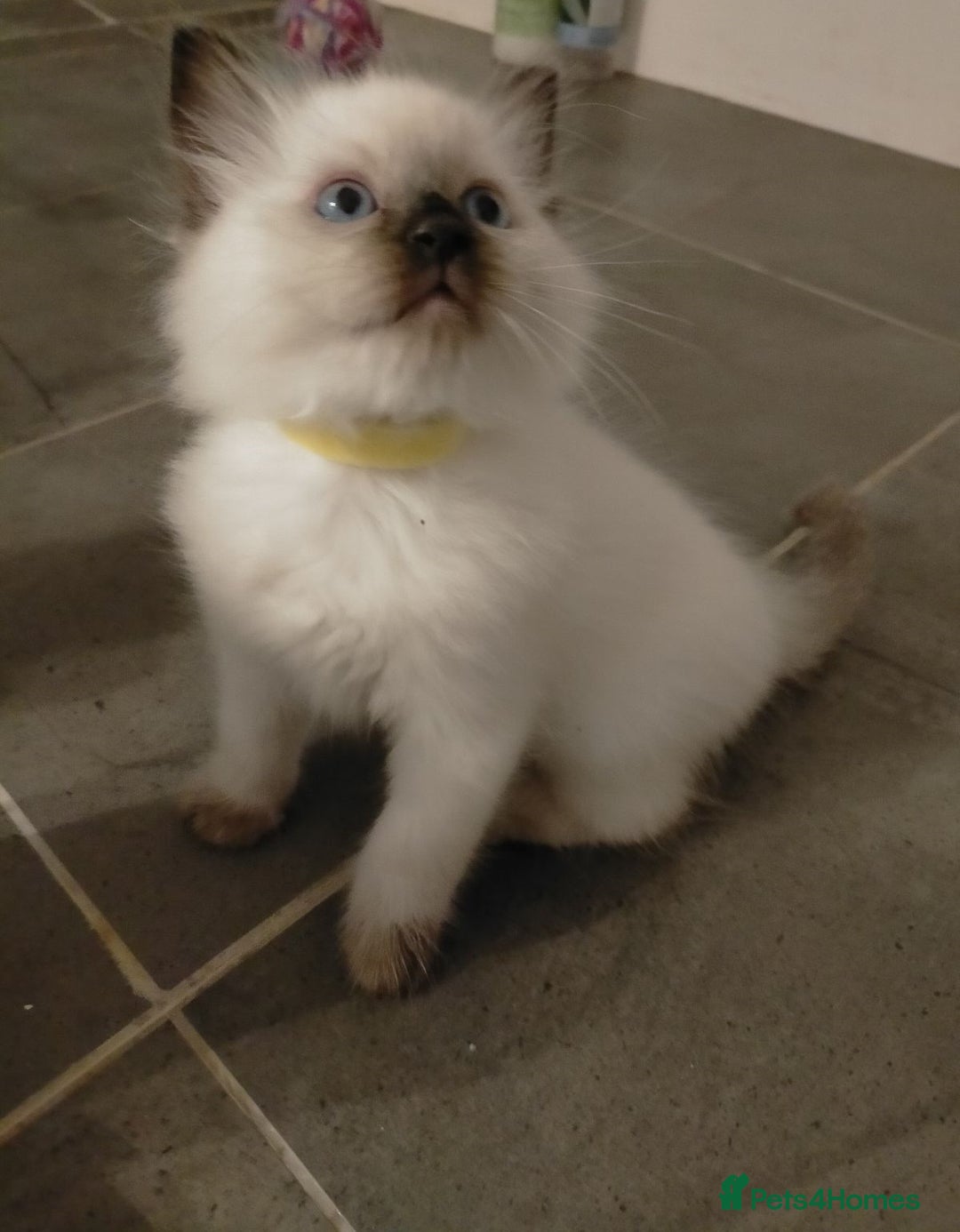 Ragdoll cats for sale: Adorable nice Ragdoll Kittens for sale - Image 3