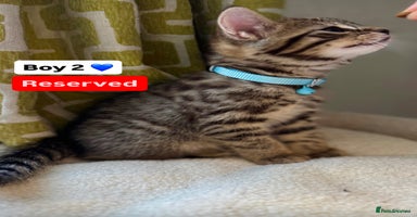 Mixed Breed cats - Advert 14
