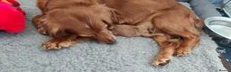 Cockapoo dogs for sale: Outstanding COCKAPOO F1.  - Advert 12