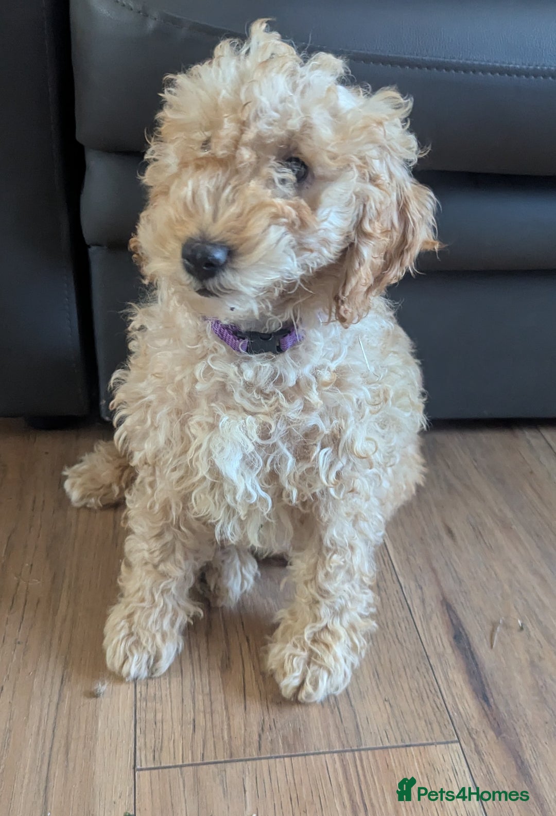 Poodle dogs for sale: ⭐ READY⭐ Reduced Adorable poodles puppies  in Margate - Image 21