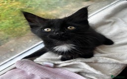 Maine Coon cats for sale: 2 sweet boys looking for new home - Image 4