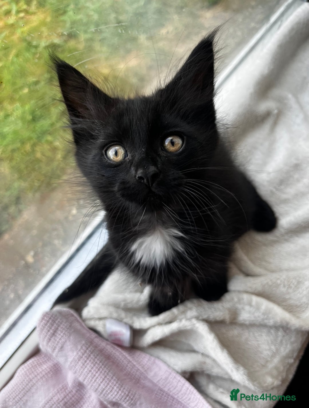 Maine Coon cats for sale: 2 sweet boys looking for new home - Image 4