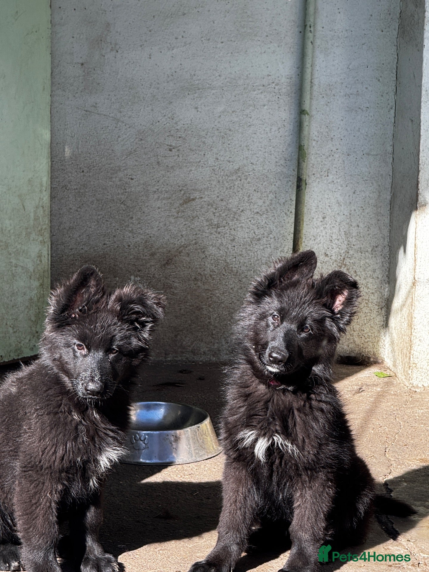 German Shepherd dogs LONG HAIR GERMAN SHEPHERD PUPPIES, TOP BLOODLINES - Advert 1