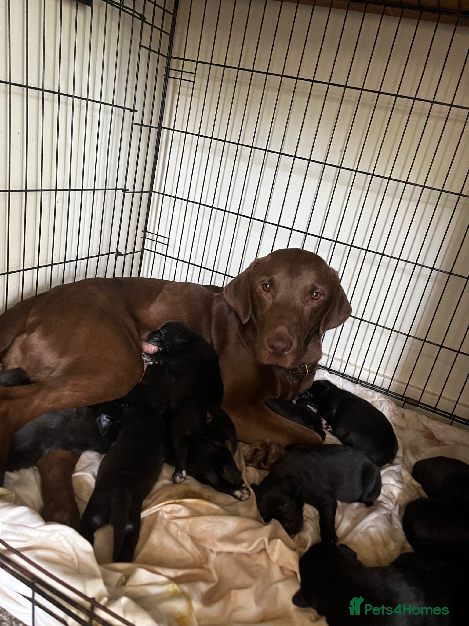 Mixed Breed dogs Beautiful Bullador puppies  - Advert 1