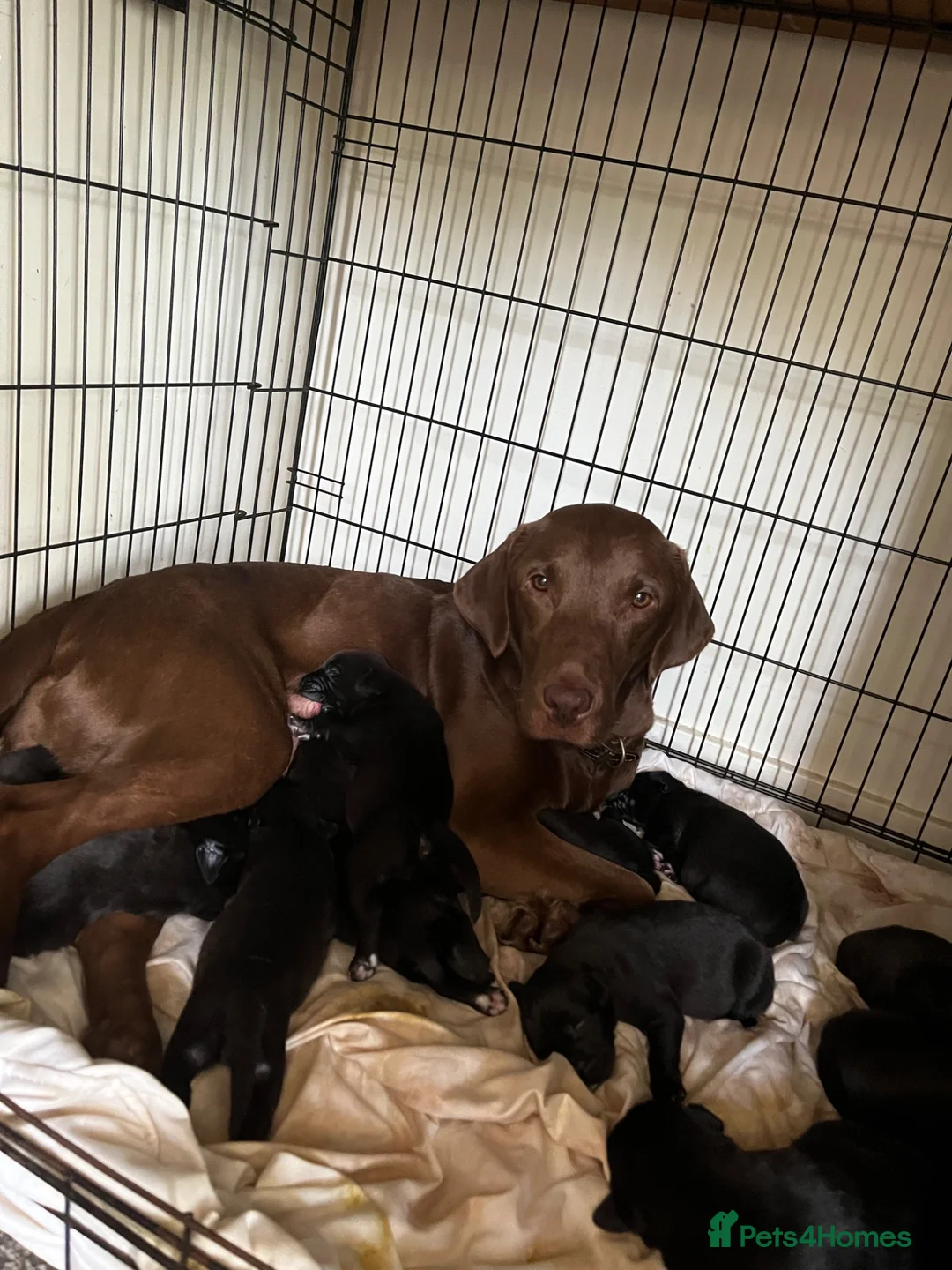 Mixed Breed dogs for sale: Beautiful Bullador puppies  - Advert 1