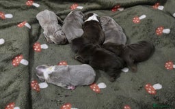 English Bulldog dogs for stud: Chocolate and tan stud includes 2 ai in Walsall - Image 35