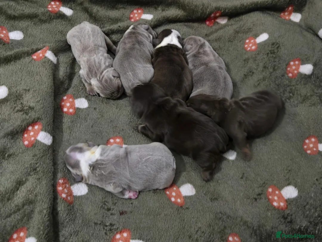 English Bulldog dogs for stud: Chocolate and tan stud includes 2 ai in Walsall - Advert 35