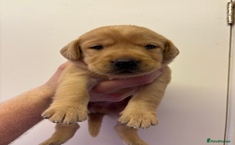 Labrador Retriever dogs - Advert 4
