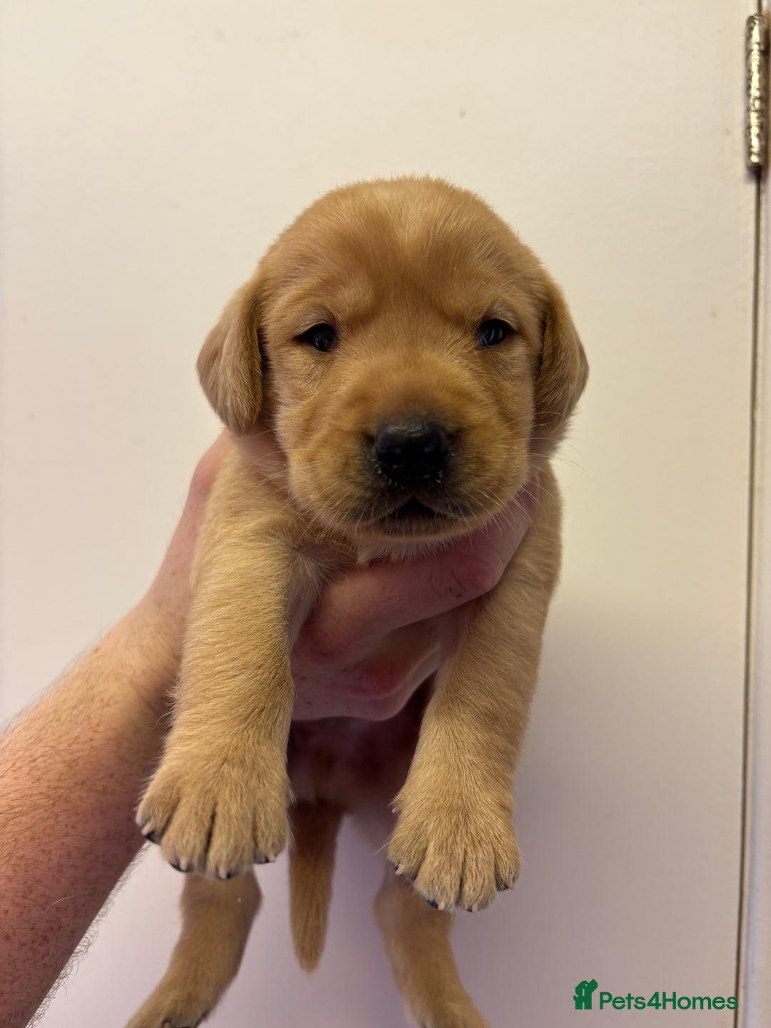 Labrador Retriever dogs for sale: Lovely KC Labrador retrievers  - Image 1