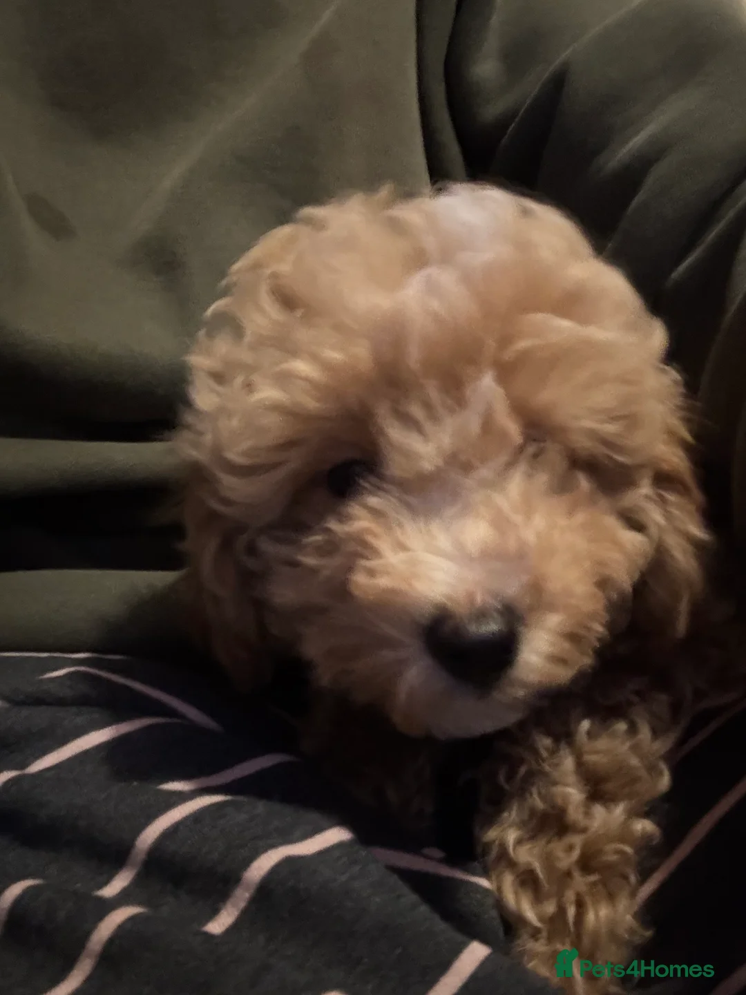 Toy Poodle dogs for sale: Toy puddles  - Advert 12
