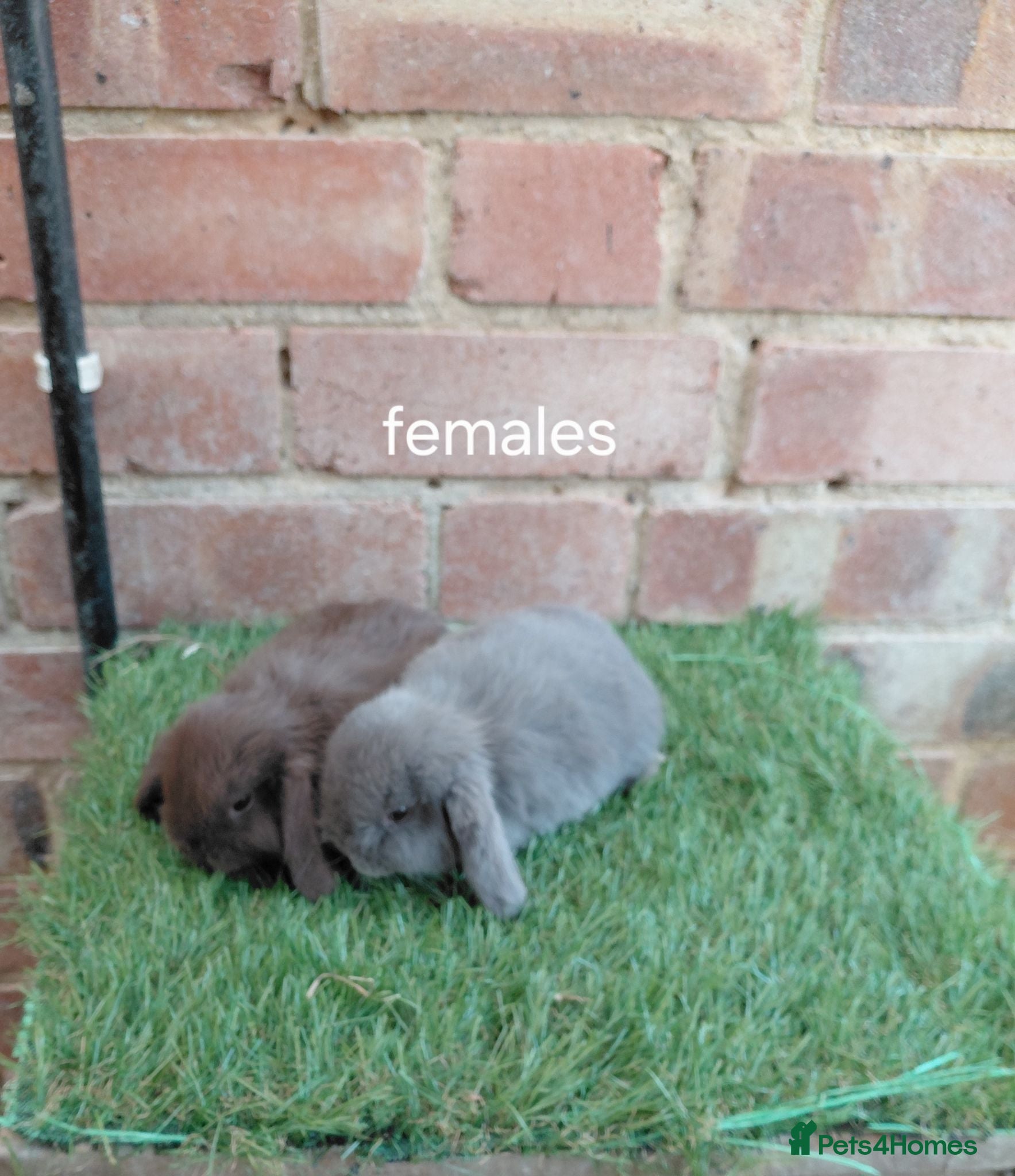 Mini Lop rabbits Vaccinated xx tiny mini lops  - Advert 18
