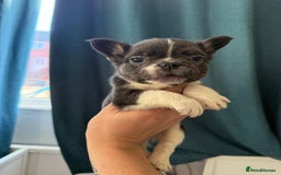 French Bulldog dogs for sale: Fluffy French Bulldogs 4 boys left  - Image 25