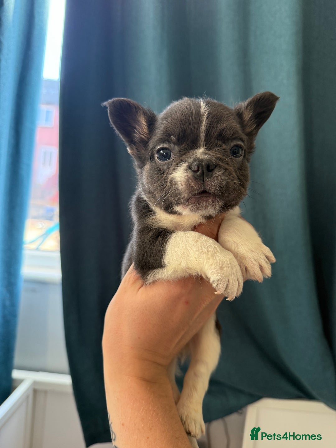 French Bulldog dogs for sale: Fluffy French Bulldogs 4 boys left  - Image 25