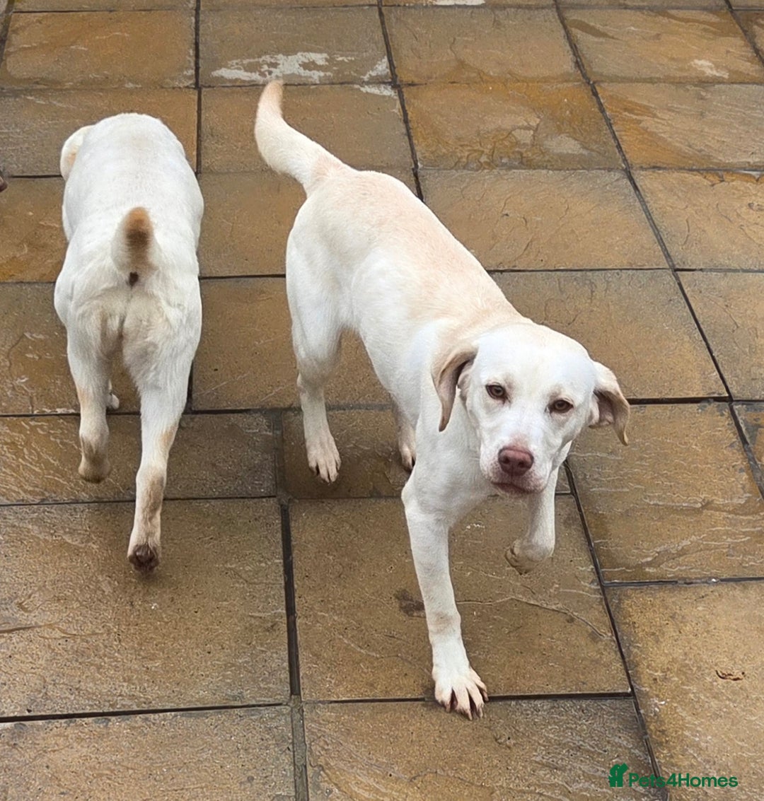 Labrador Retriever dogs for sale: Kc registered champagne labrador bitch - Advert 9