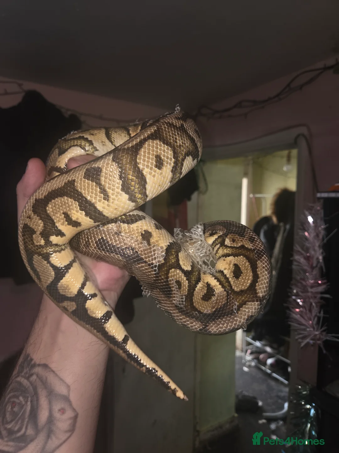 Python Snake reptiles for sale: 3 female royal pythons All 3 for 160 today only! - Advert 5