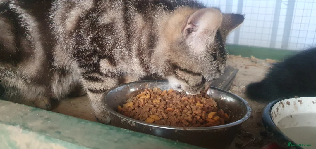 Mixed Breed cats for sale: Lovely kittens - Advert 1