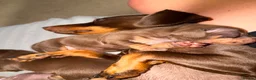 Dachshund dogs for sale: 5 beautiful pups - Advert 2