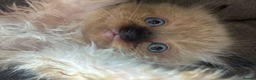 Ragdoll cats for sale: Ragdoll kittens  - Advert 4