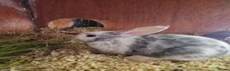 Mixed Breed rabbits for sale: Adorable Baby Rabbits Looking for a Forever Home - Advert 6