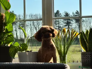 Toy Poodle dogs Vinnie 💥 - Advert 9
