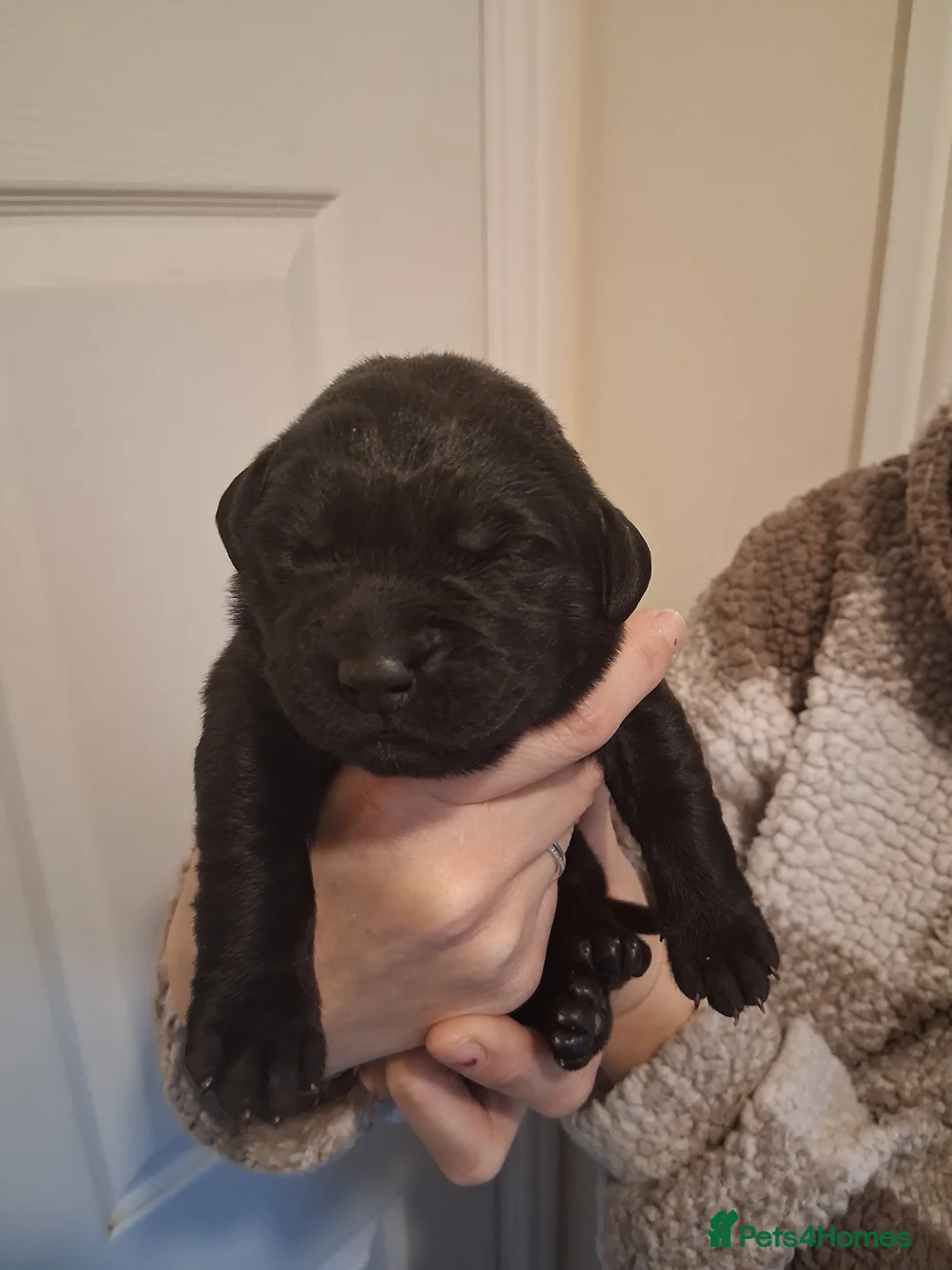 Labrador Retriever dogs for sale: *1 LEFT!* LABRADOR PUPPIES! - Advert 22