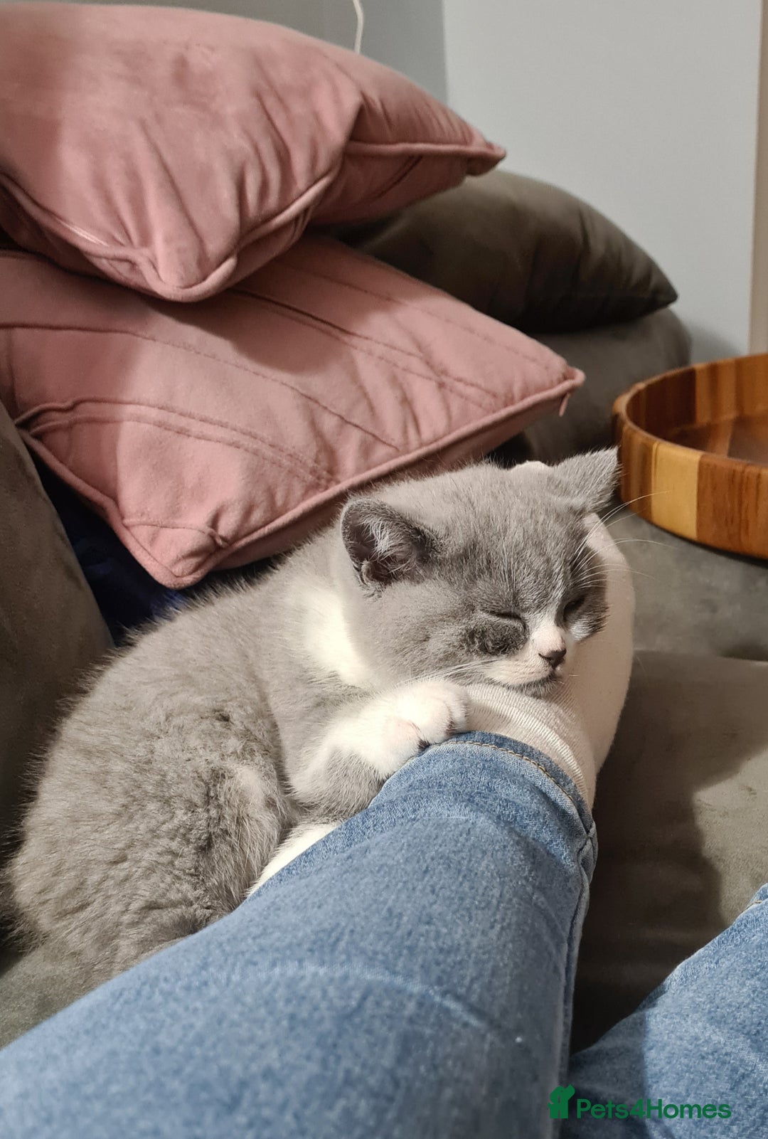 British Shorthair cats for sale: 4 PEDIGREE kittens READY TO GO! 2 LEFT - Image 7