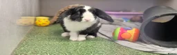Dwarf Lop rabbits for sale: Hops, male neutered and vaccinated  - Advert 1