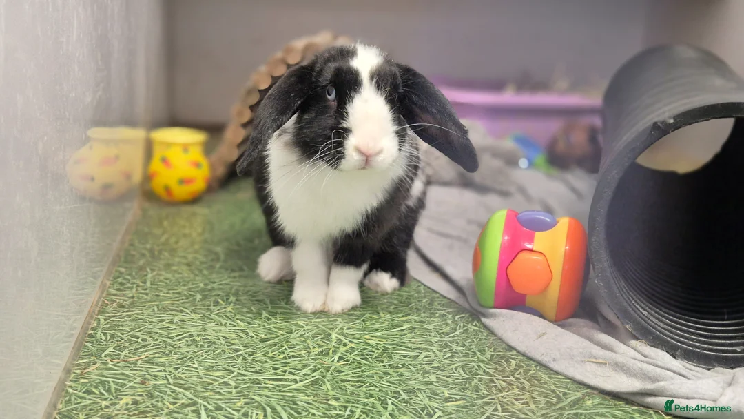 Dwarf Lop rabbits for sale: Hops, male neutered and vaccinated  - Advert 1