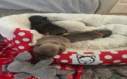 French Bulldog dogs for sale: French bulldog pups  - Image 21