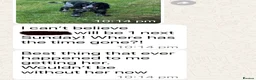 Cocker Spaniel dogs for sale: Extensively Health tested Parents & UNIQUE colours - Advert 13
