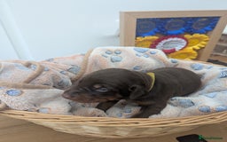 Dobermann dogs for sale: Stunning Dobermann puppies in Nottingham - Image 29