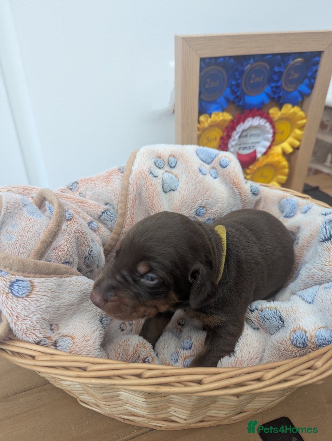 Dobermann dogs for sale: Stunning Dobermann puppies in Nottingham - Image 29
