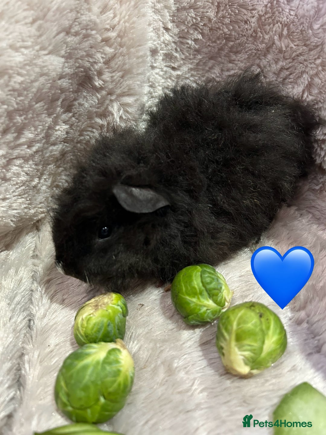 Guinea Pig rodents for sale: GORGEOUS BABY GUINEA PIGS - Advert 8