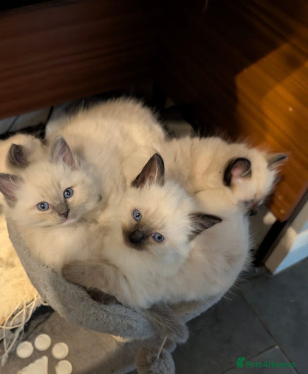 Ragdoll cats for sale: Beautiful ragdolls for sale  - Advert 2