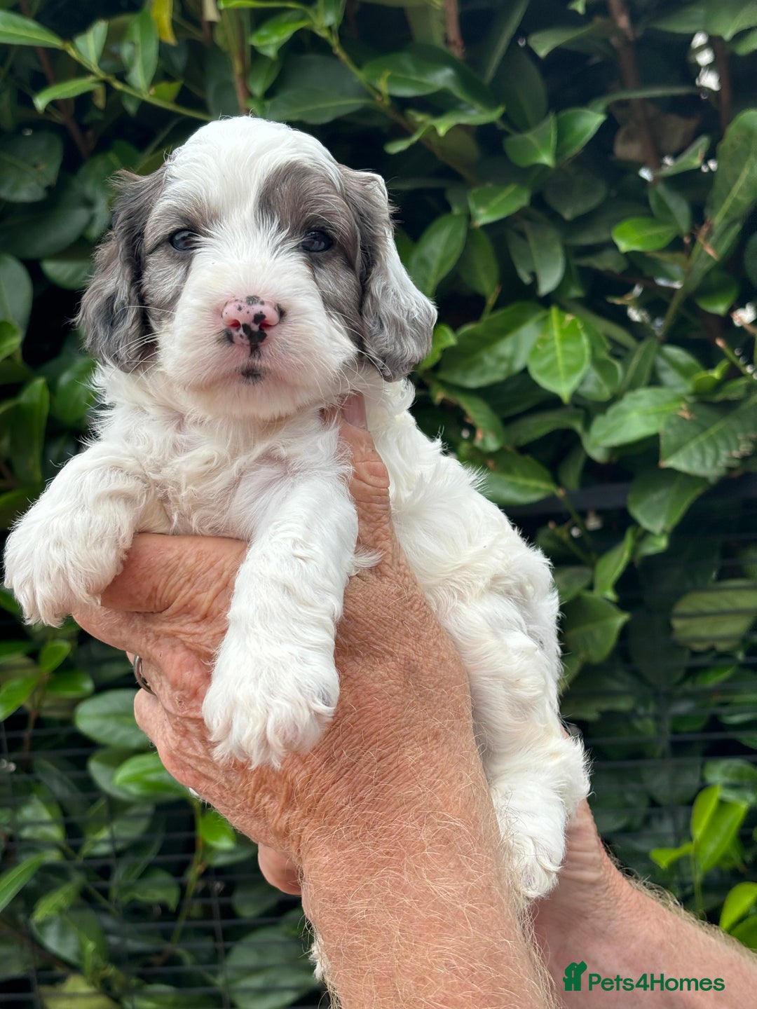 Cockapoo dogs for sale: DNA clear / Licensed Breeder for peace of mind  - Image 21