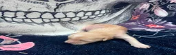Chinese Crested dogs for sale: chinese crested puppys hairless ! :) - Advert 10