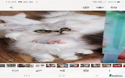 Persian cats for sale: Persian kittens - Image 3