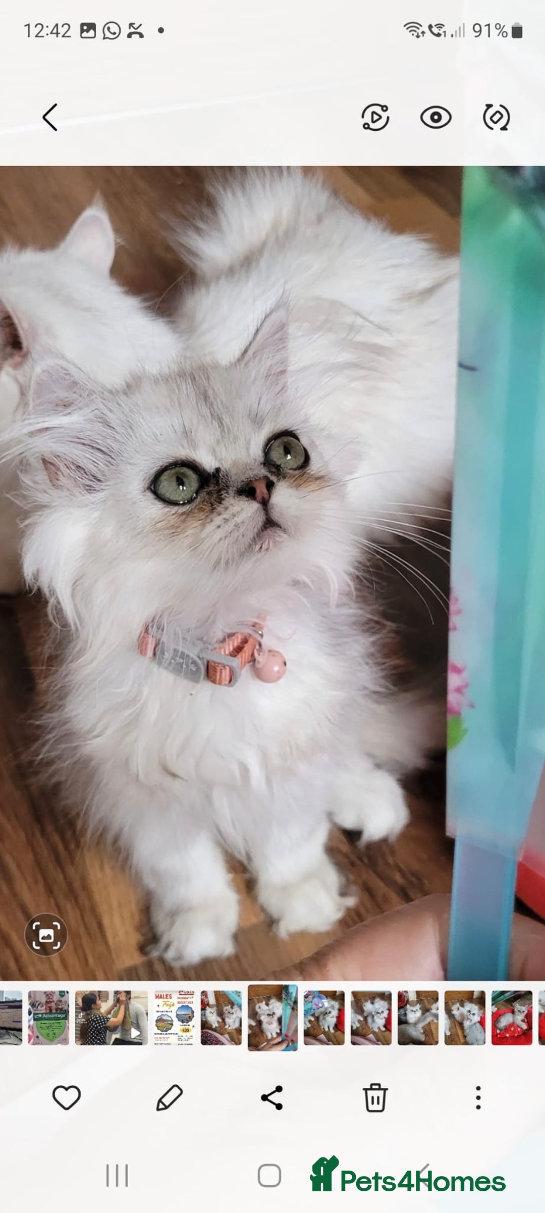 Persian cats for sale: Persian kittens - Image 3