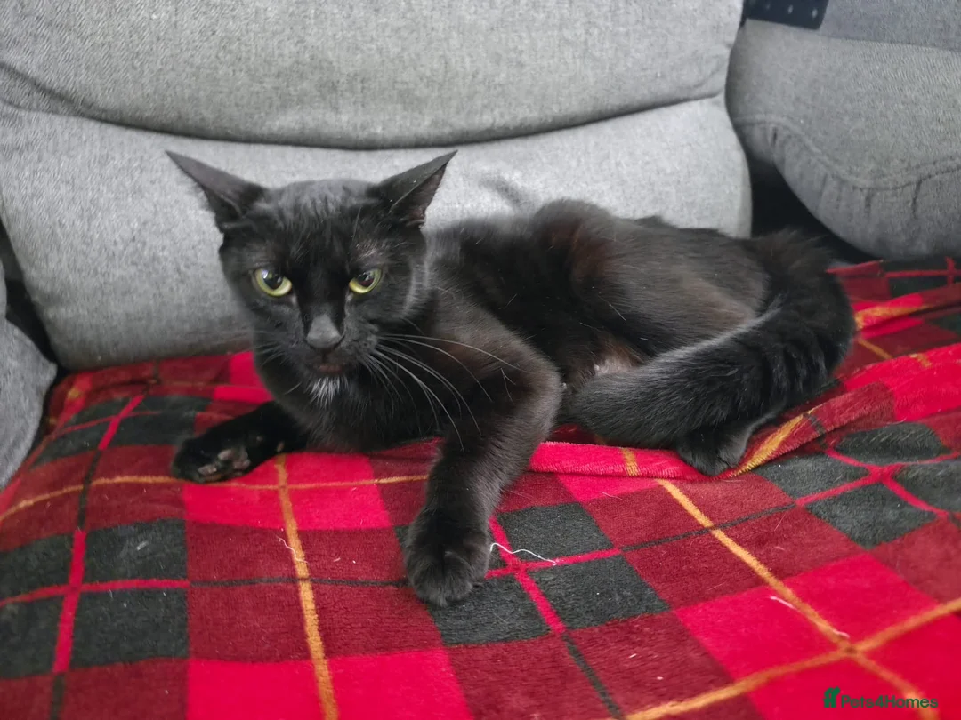 Mixed Breed cats for sale: Mix bread litter in Norwich - Advert 2