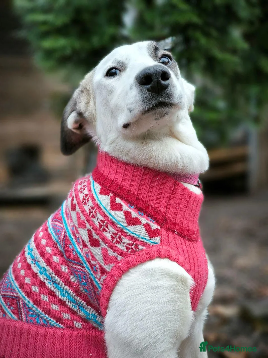 Mixed Breed dogs for adoption: ❤️PLIAMKA❤️8.5-month-old loving and playful girl in Oxford - Advert 14