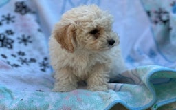 Poochon dogs for sale: Beautiful Poochons  - Image 7