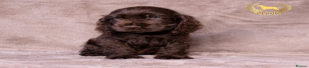 Cocker Spaniel Puppy 1