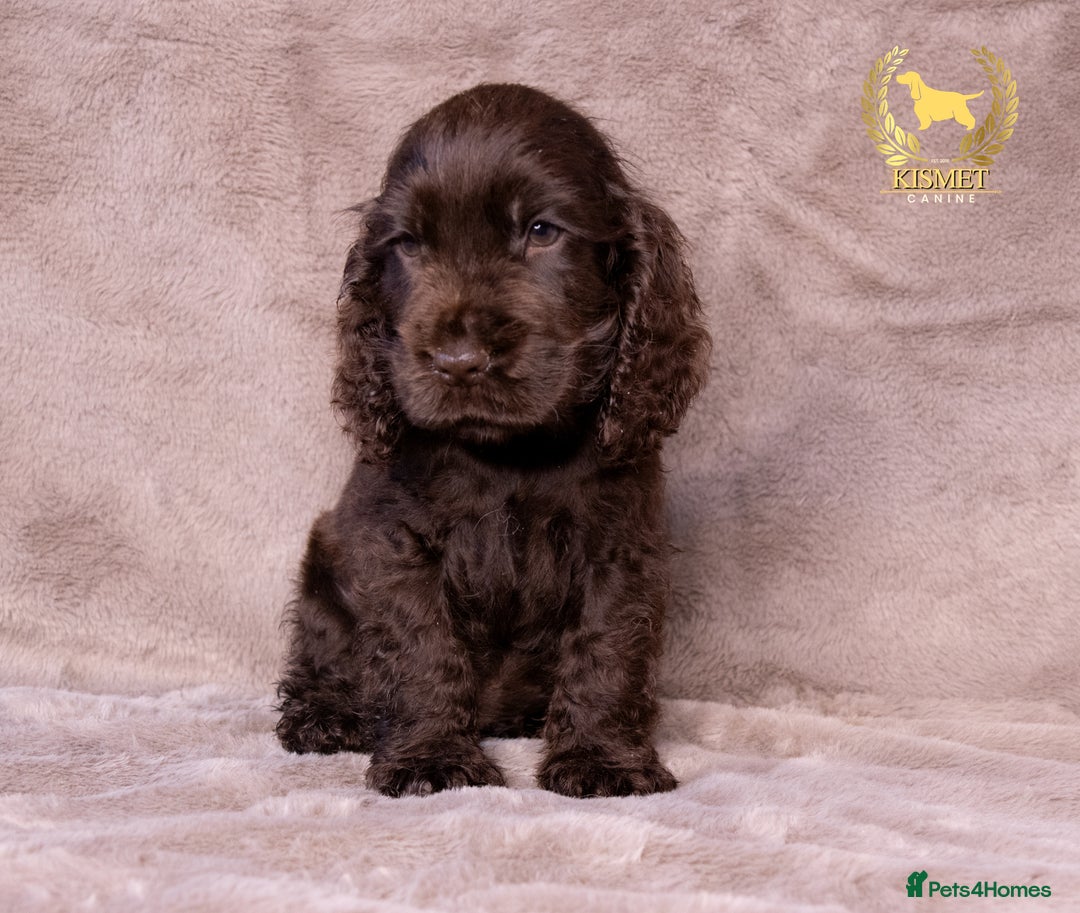 Cocker Spaniel dogs for sale: VERY SPECIAL SOLID CHOCOLATE SHOW TYPES - Image 4