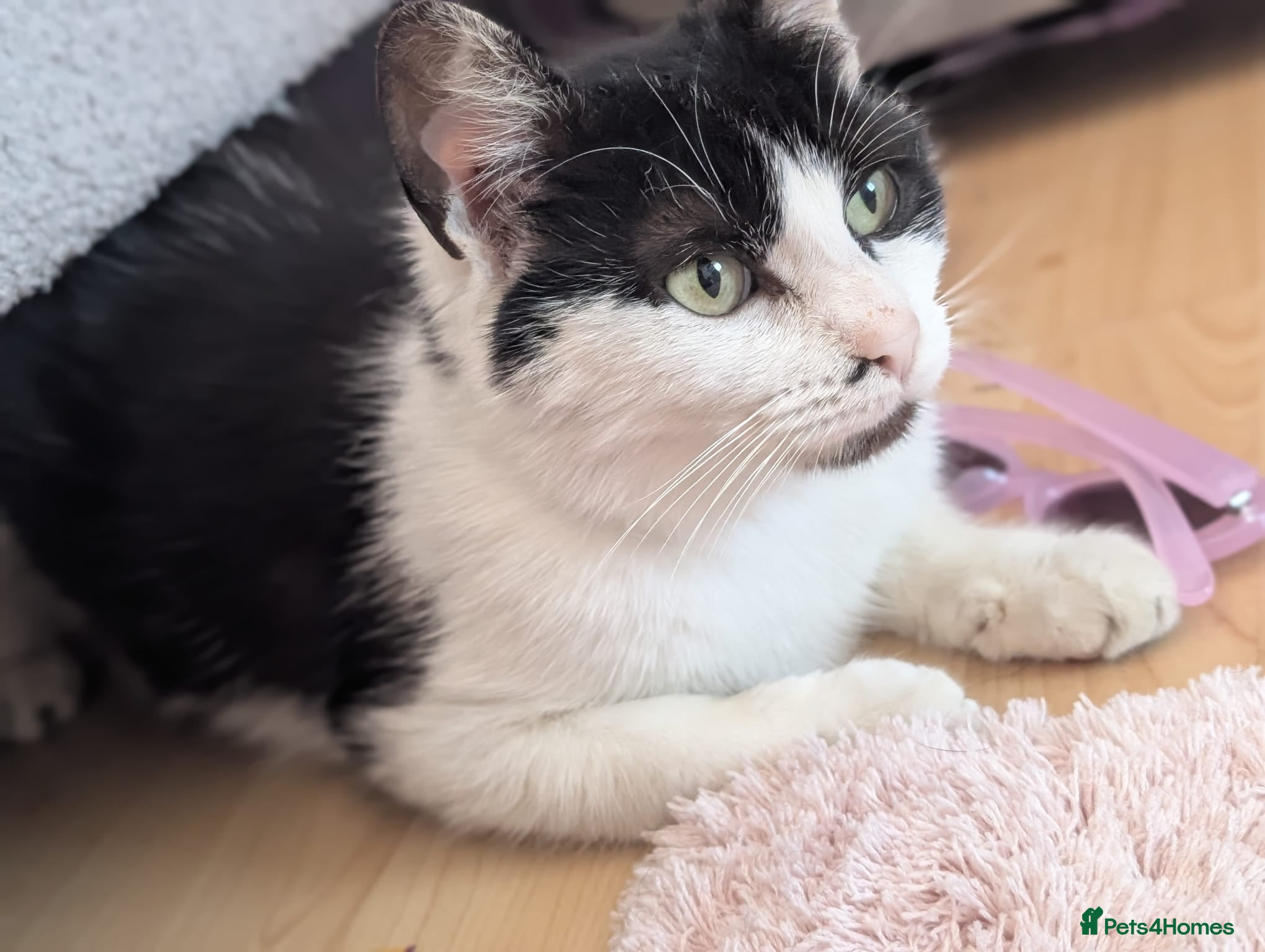 Mixed Breed cats Rescue cat  - Advert 8