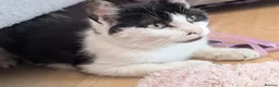 Mixed Breed cats for sale: Rescue cat  - Advert 1