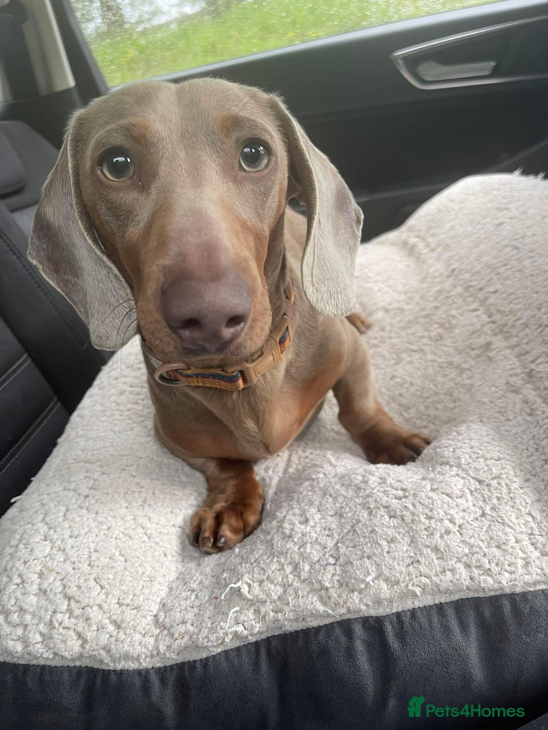 Miniature Dachshund dogs for stud: Halo Outstanding Isabella and Tan - Image 10