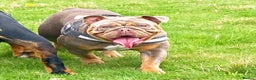 English Bulldog dogs for sale: Two Kennel Club Registered English Bulldogs  - Advert 10